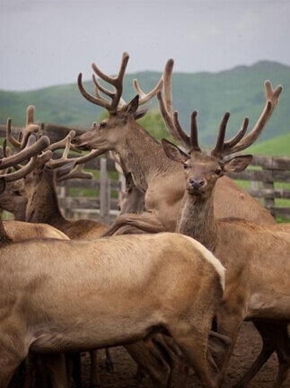 (для тех, кто не знает, марал – это одна из разновидностей оленя).