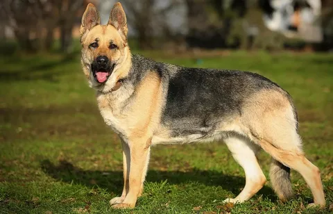 Восточноевропейская овчарка