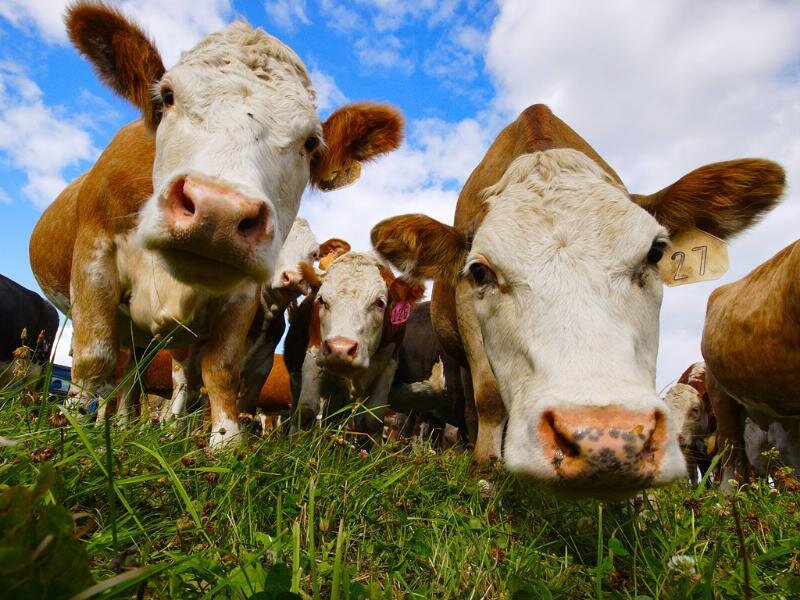 фото из интернета