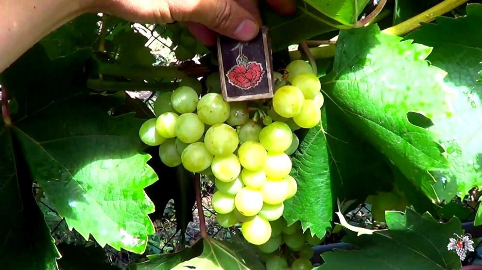 Виноград "Галбена Ноу"  