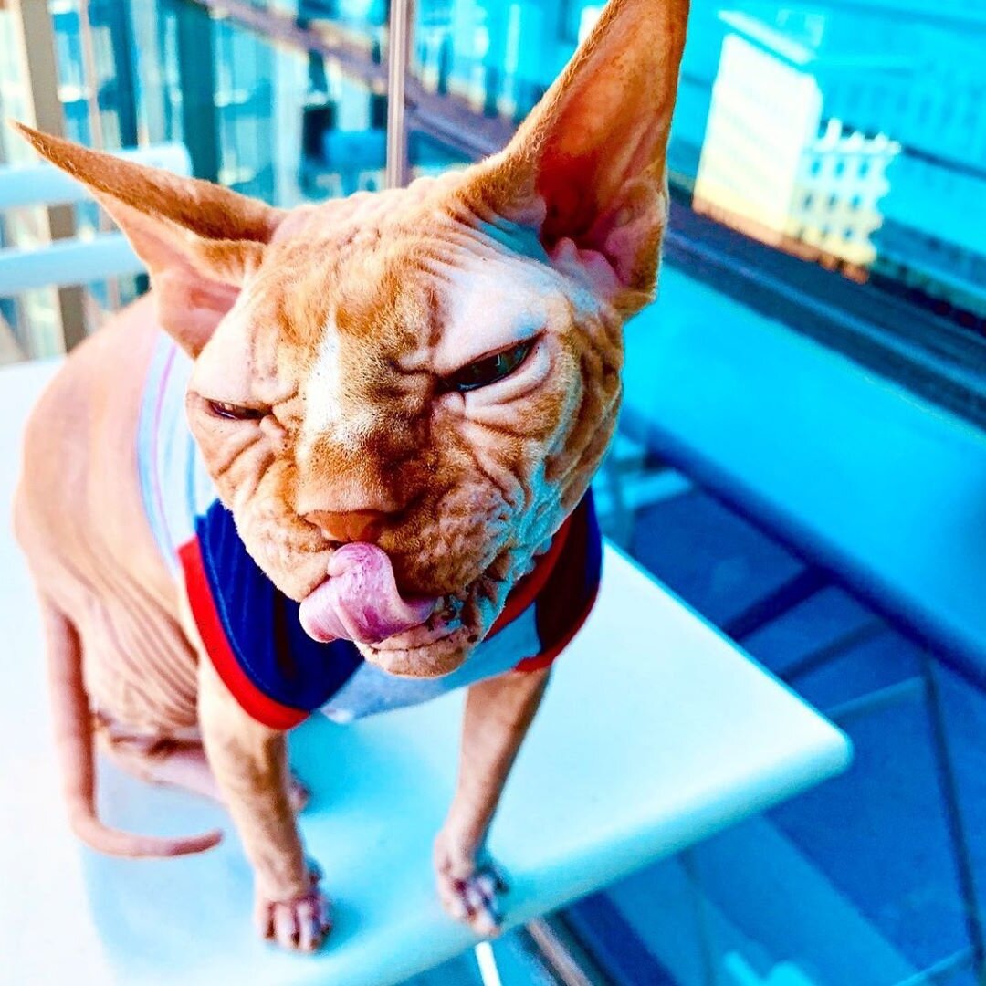 Фото из профиля в инстаграм @sphynx_mania