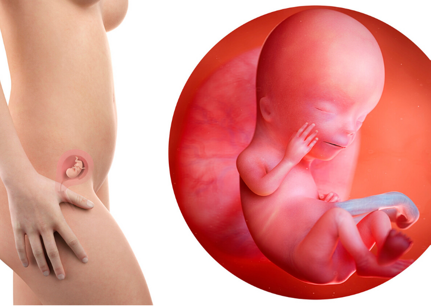 Плод на 12 неделе беременности. 11-Week Uzi fetus photo. Эмбрион в 12 недель беременности фото. 45 недель было