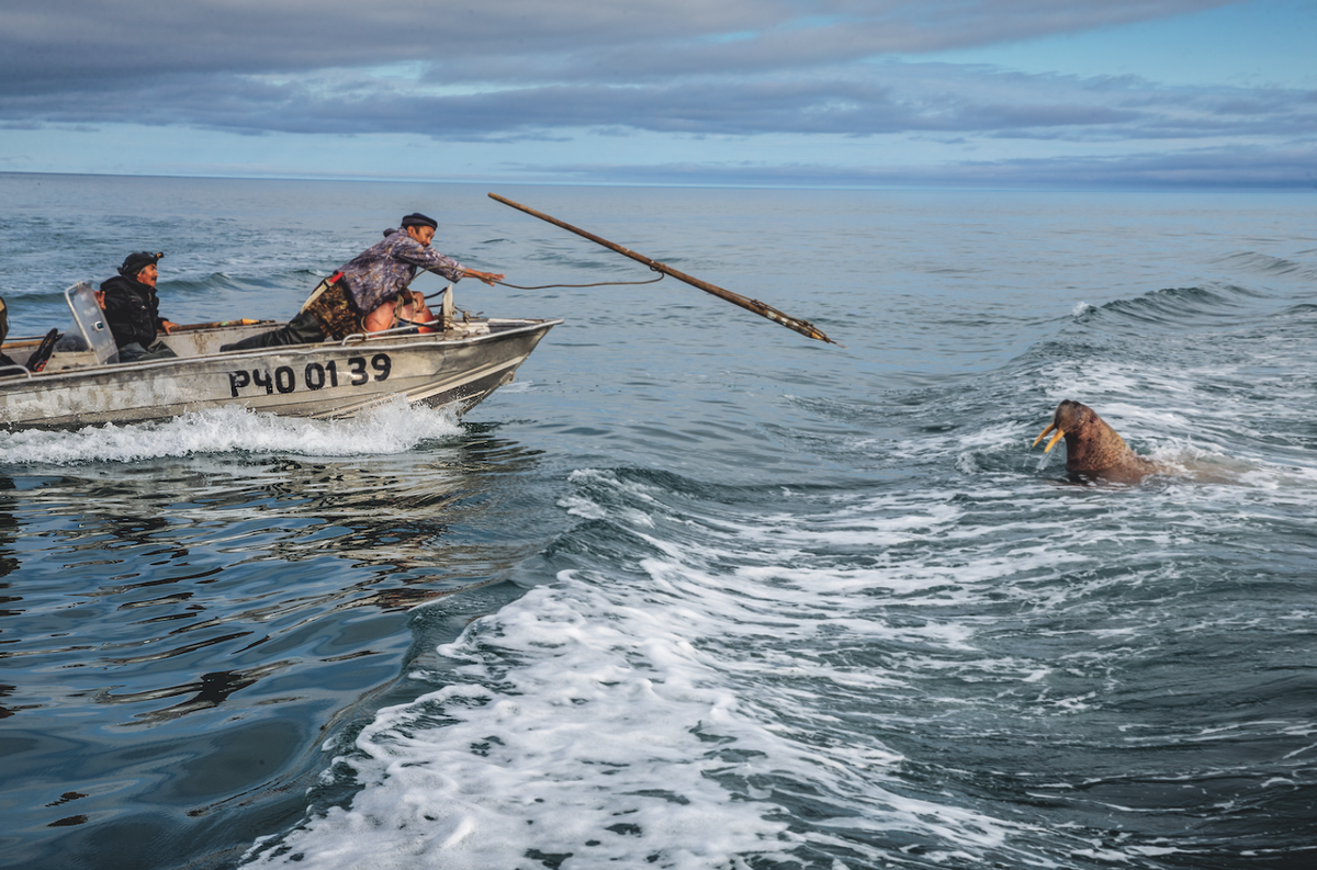 Морской зверобойный промысел какой народ. Морзверобойный промысел на Чукотке. Охота на морского зверя на Чукотке.