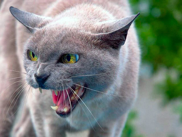 Яндекс Картинки