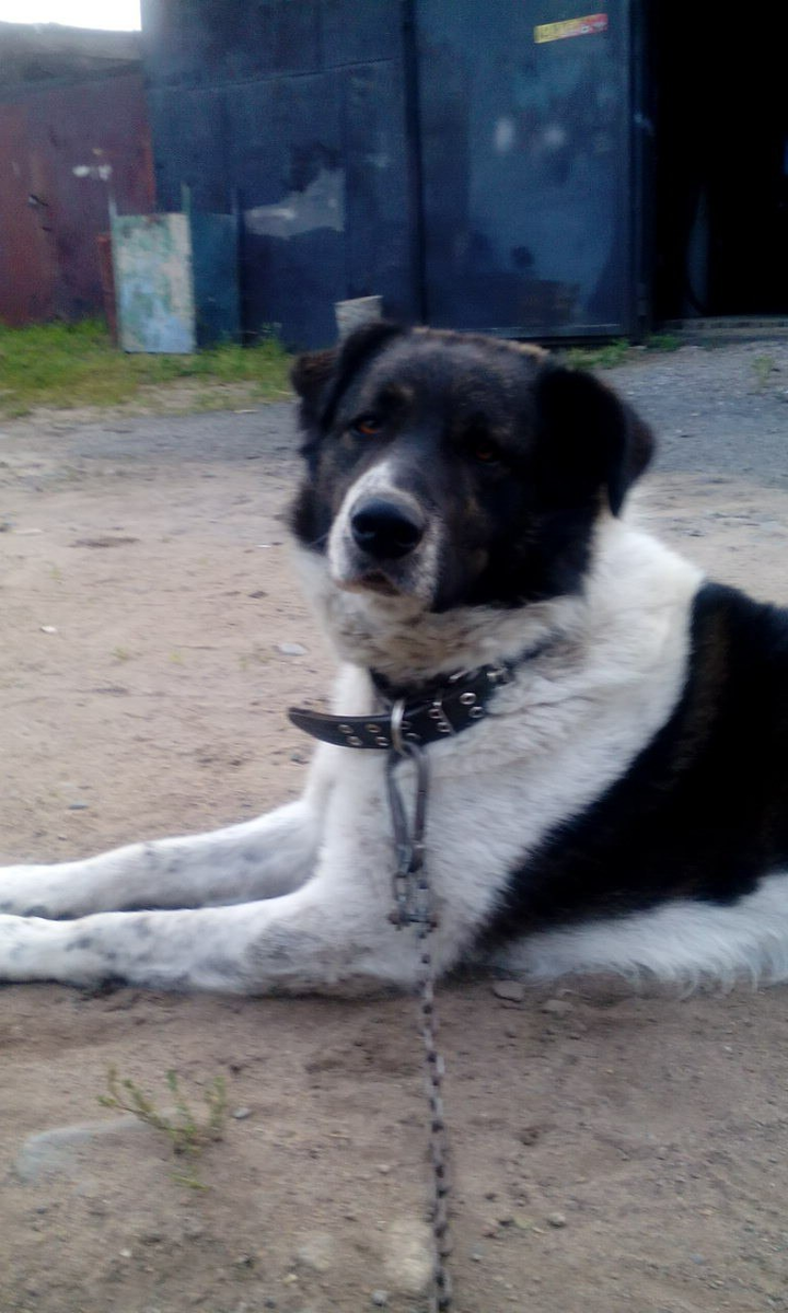 Ошейник привез брат из Казахстана