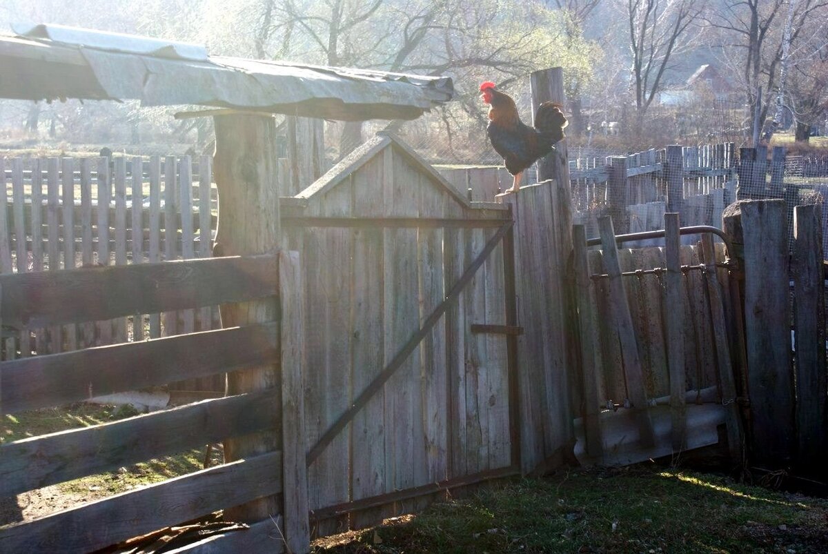 Утро в Тележихе. 