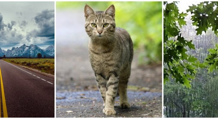 Фотоматериал: https://yandex.ru