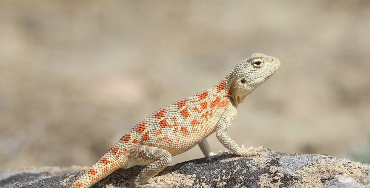 Степная агама