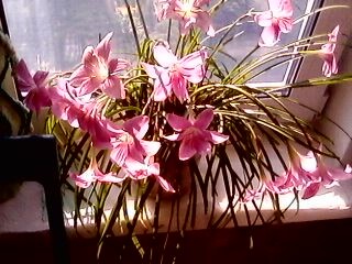 фото автора.Цветение длилось 2 недели, хотя цветок и живёт недолго, но следом распускаются другие.