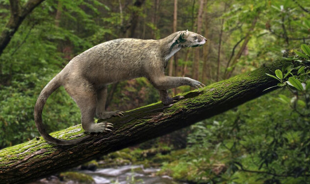 Самая первая кошка на планете Земля Самой древней настоящей кошкой считается проаиурус, который жил тридцать миллионов лет назад. Он весил девять килограммов и походил на современную фоссу – полукошку, полу-куницу, грозу мелкой фауны острова Мадагаскар. Двадцать миллионов лет назад появился зверек псевдолурус, который большую часть времени проводил на деревьях. Псевдолурус стал прародителем двух ветвей семейства. К первой из них относятся предки всех современных представителей кошачьих, ко второй – саблезубые кошки. Три-четыре миллиона лет назад появилась современная рысь, три миллиона лет назад – пума, два миллиона лет назад – леопард, а 700 тысяч лет назад – лев. То есть, выходит, царь зверей – самый молодой из всех своих родственников. Полмиллиона лет назад представители обоих подвидов семейства кошачьих обитали на территории Евразии, Африки и Северной Америки. Но около десяти тысяч лет назад все грозные саблезубые хищники отчего-то взяли, да и вымерли. Причина неясна. Есть предположение, что это произошло по причине исчезновения животных, которые служили им пищей. Немного странно, и возникает встречный вопрос: куда, в свою очередь, подевались эти животные? Но более правдоподобной версии ученые пока не придумали.