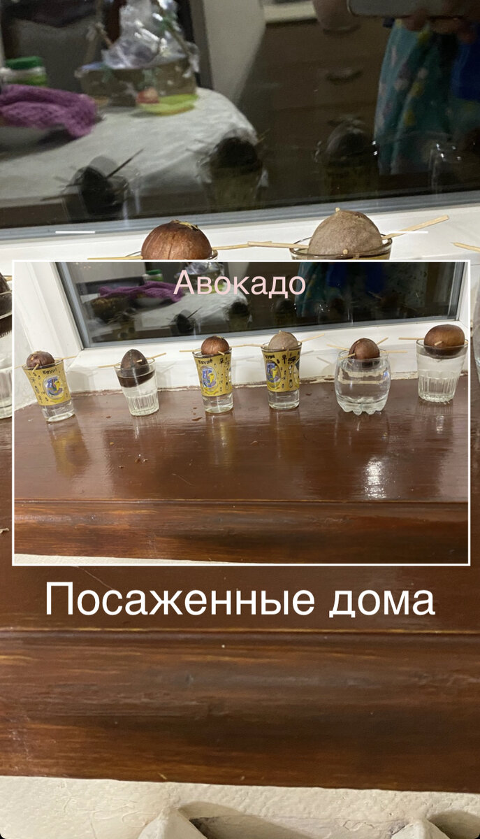 Я вырастила растение авокадо дома. Пришлось ждать много времени. (Часть ...