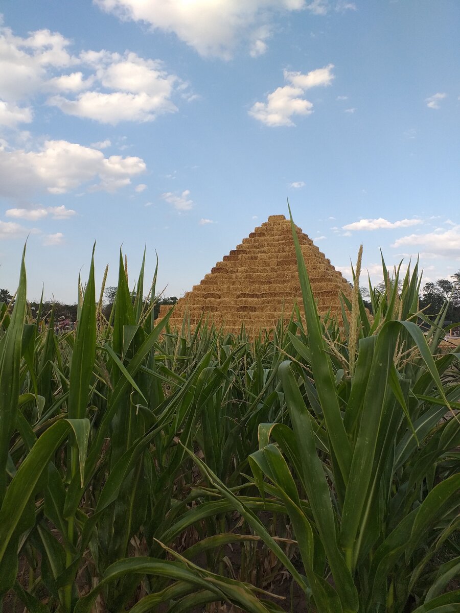 На бахче "Понамарево". Фото автора.