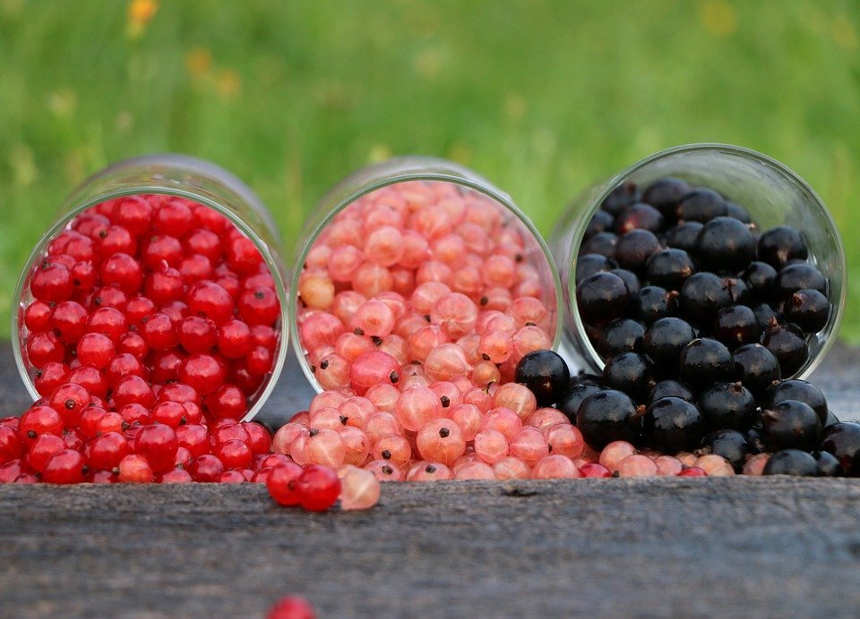 Источник: https://pixabay.com/photos/currant-grade-glass-red-black-1560383/