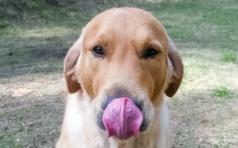 Хорошо быть голденом: весь мир крутится только вокруг тебя. Фото @kinologsmirnov.ru