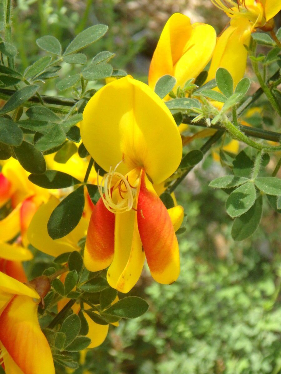 Ракитник лена. Cytisus scoparius. Ракитник плоды. Cytisus 'Lena'.