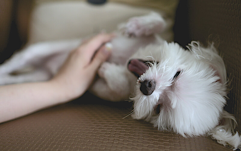 Это очень приятно. Это говорит о доверии. И они просто не могут погладить себе живот сами. Фото Free-Photos/Pixabay 