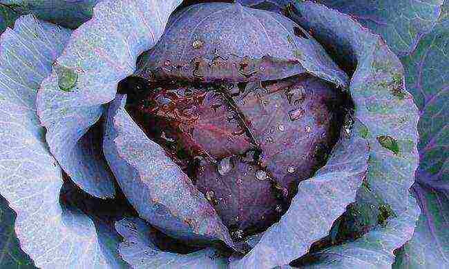 Сорт "Гарко-741" (источник фото dacha-posadka.ru).