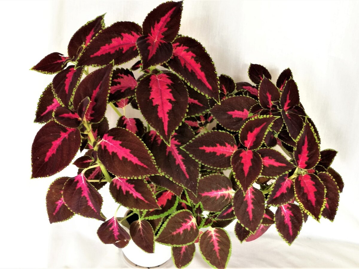 Колеус фото. Колеус Coleus Combat. Колеус Ренельта Coleus rehneltianus. Колеус Red Croton. Колеус Allison.