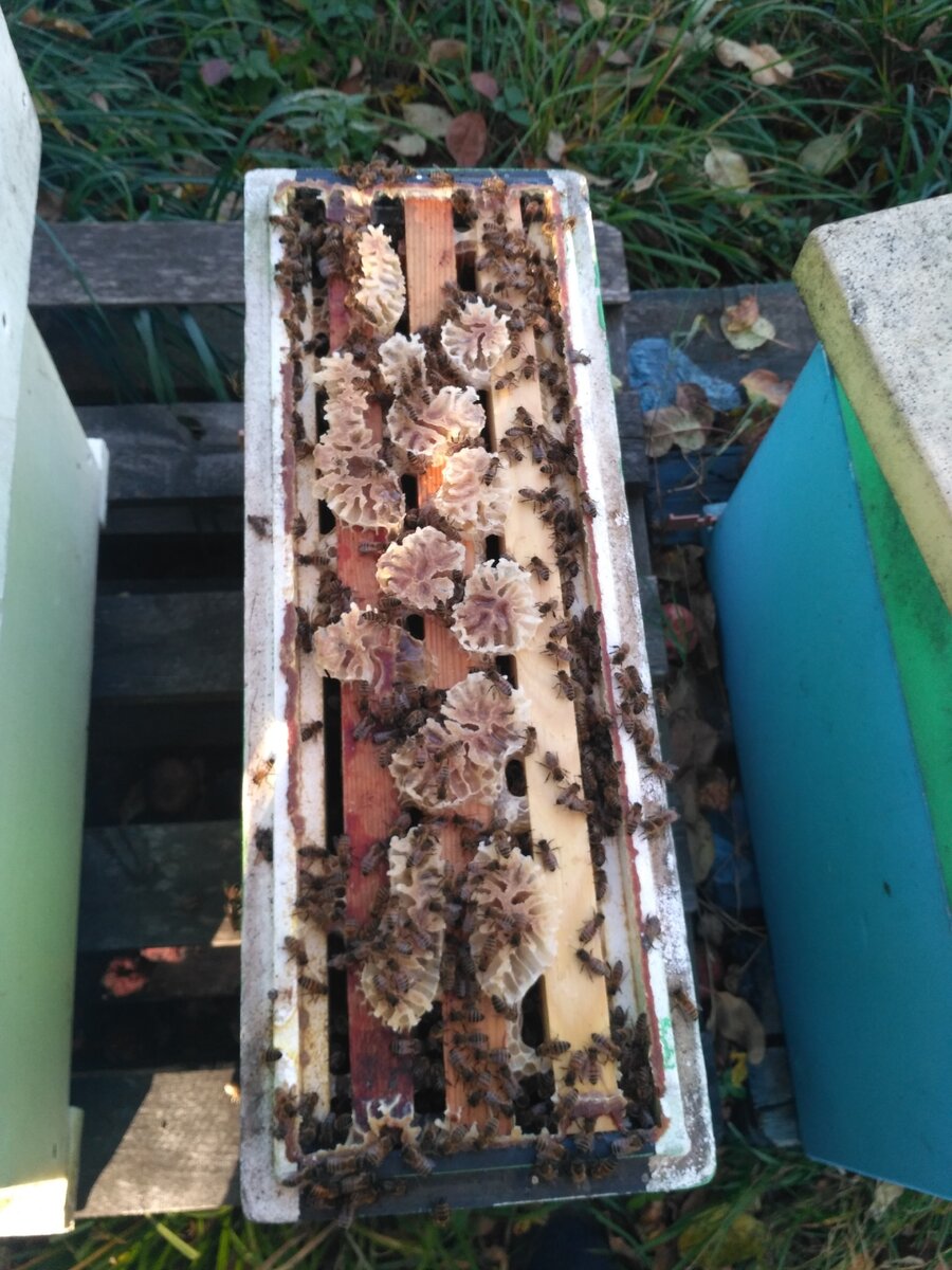 Отводок сделан в середине июня и вот такой в конце июля.