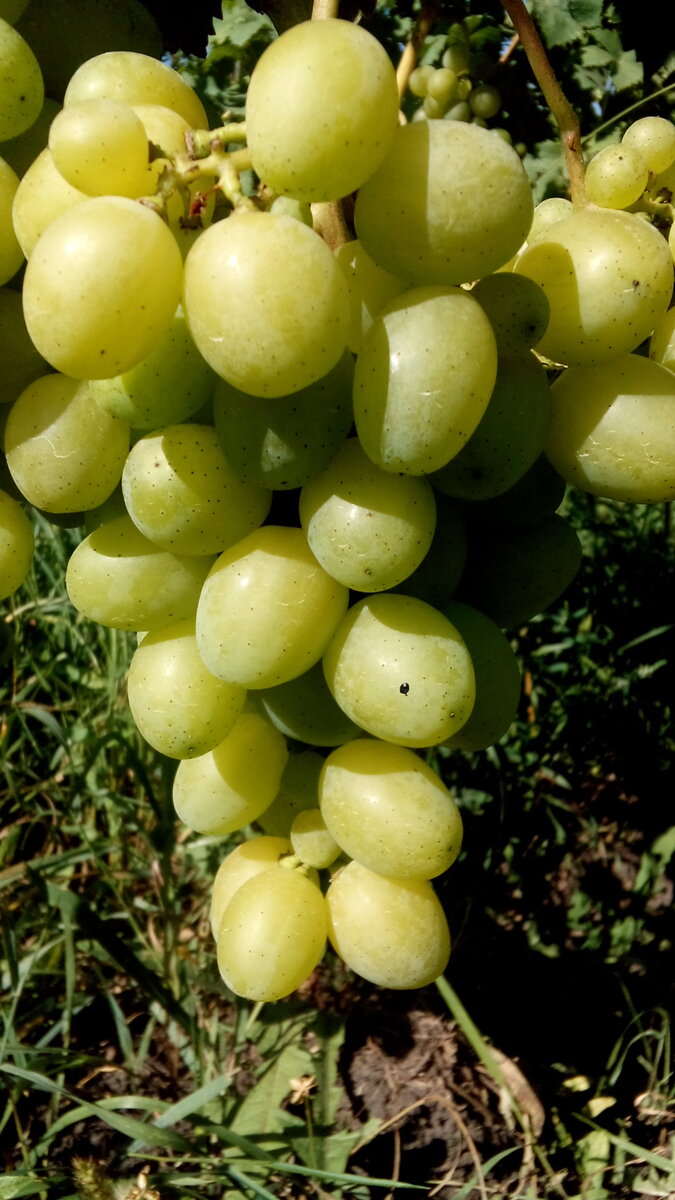 Ягоды Лоры без обработки ГК 