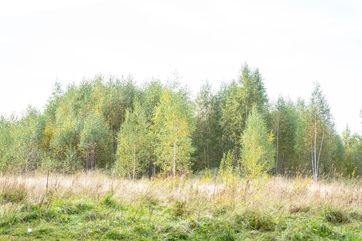 1. Молоденькие берёзки на большой поляне между парками Заболотье и Виноградово
