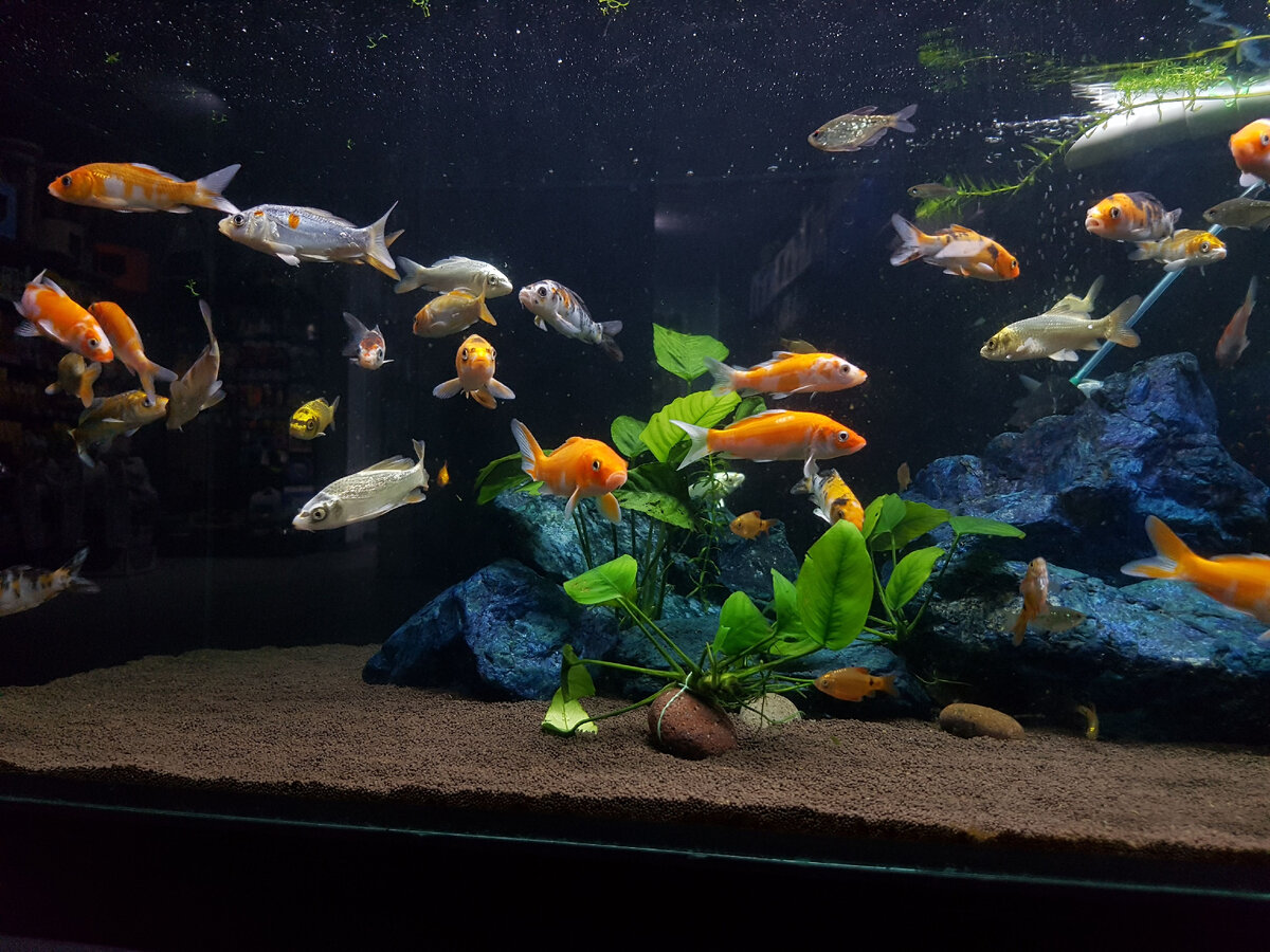 Подростки карпа кои. Фото Ю.Крот