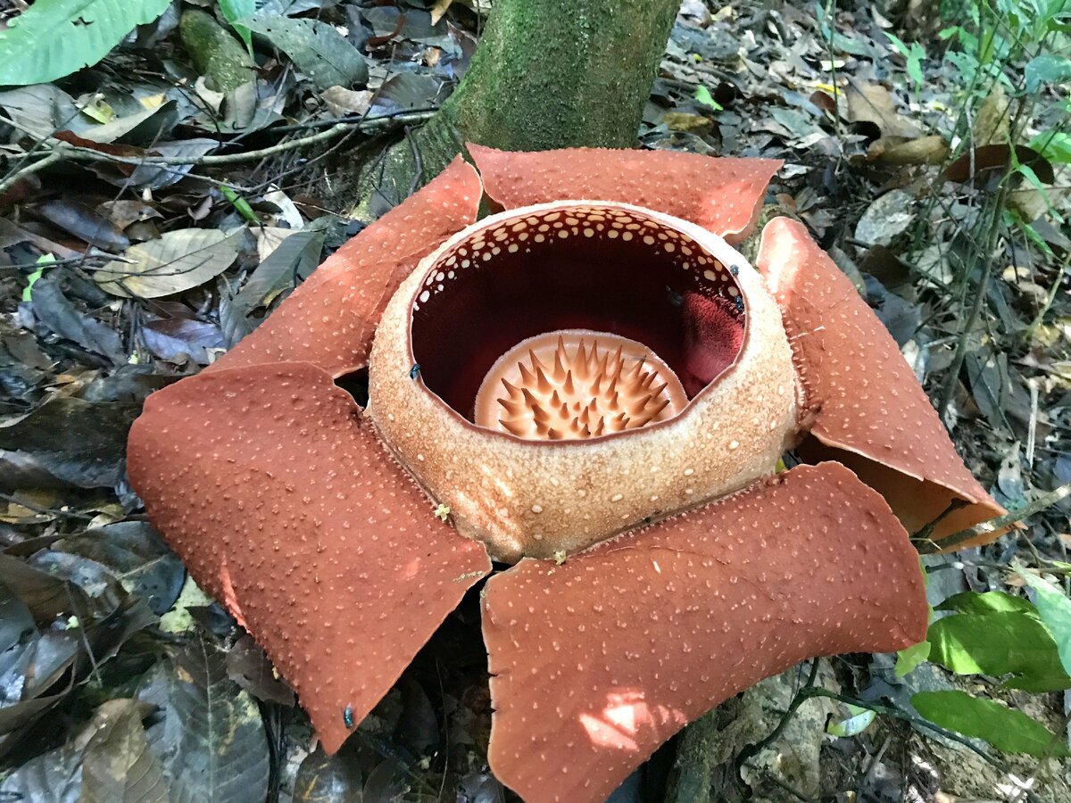 Раффлезия в Национальном Парке Као Сок