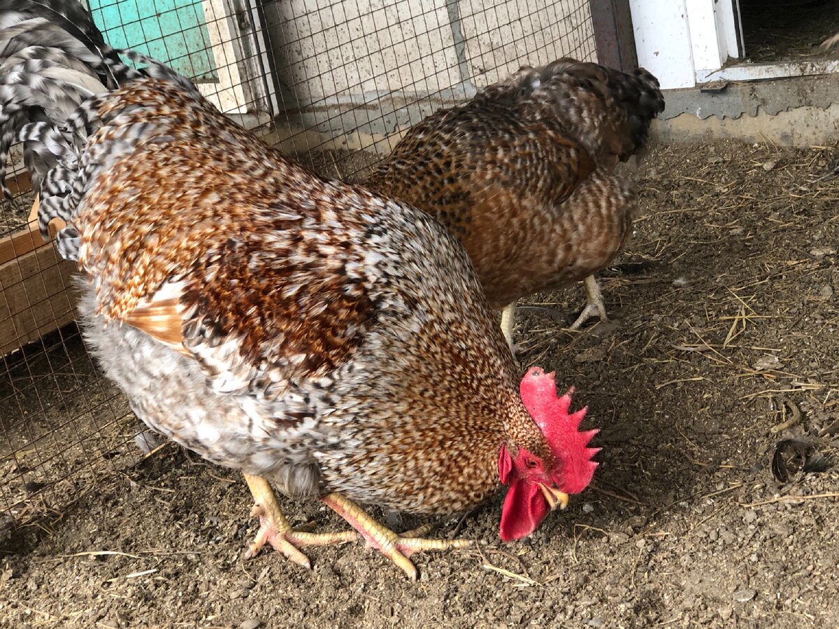 Можно ли давать курам лен. Правильный рацион для кур несушек. Можно ли давать курам лен. Жмых подсолнечный питательная ценность. Кормить курей льном.