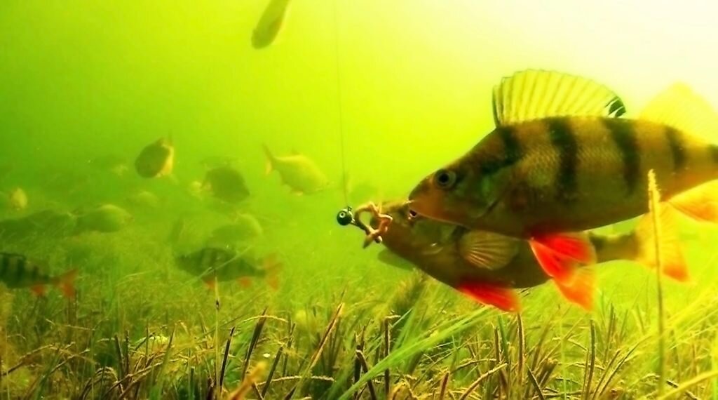 Он считается самой распространенной рыбой в отечественных водоемах.