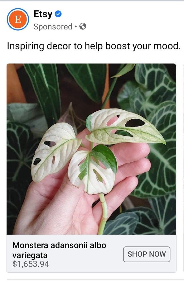 Еще один вариегатный цветок 