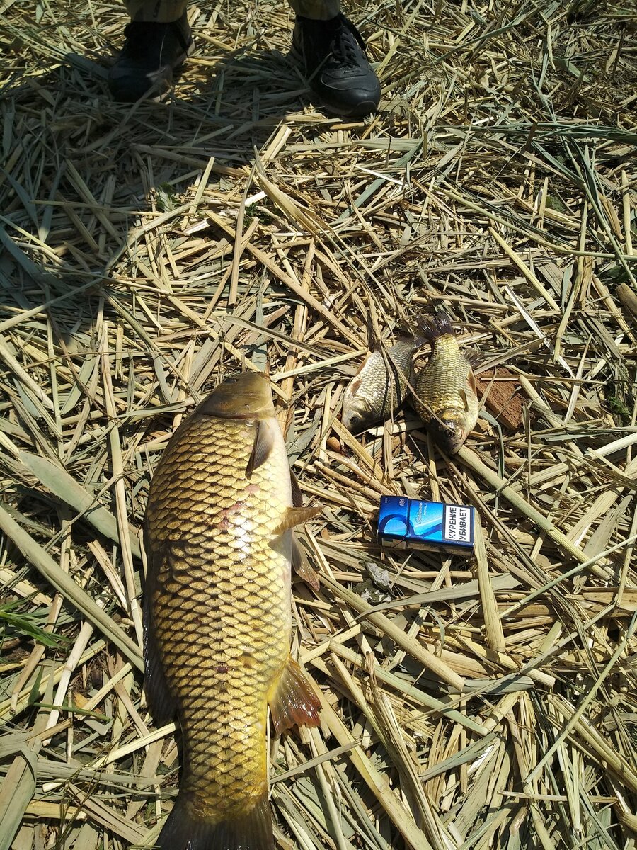 Фото Анатолия Петросяна.