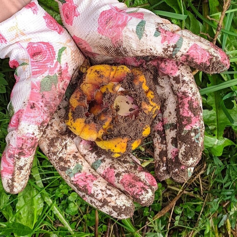 Луковица лилии