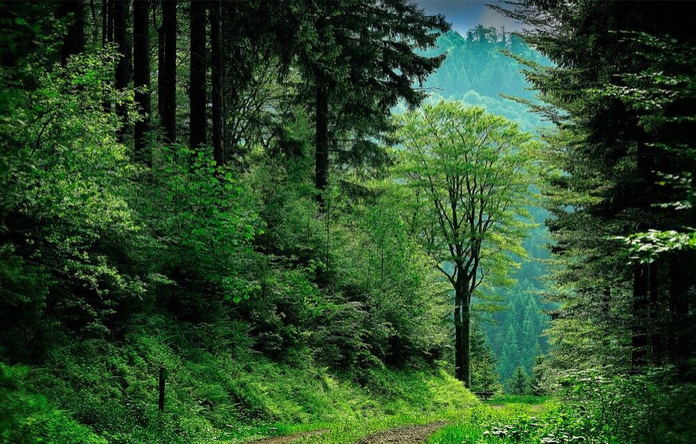 Фотография взята из открытого источника