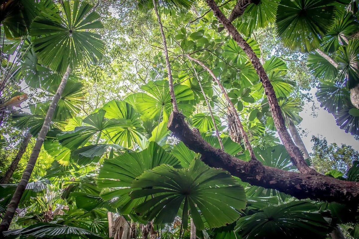 Daintree Rainforest Австралия