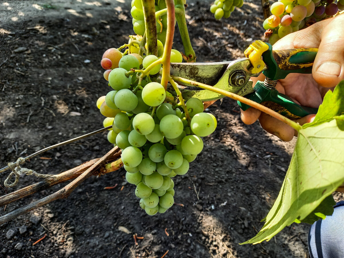 Подбор технических сортов винограда для дачного участка. Особенностивыращивания