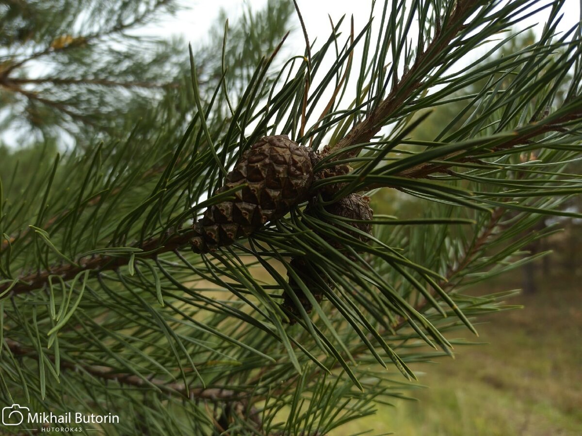 Молодая сосна. 