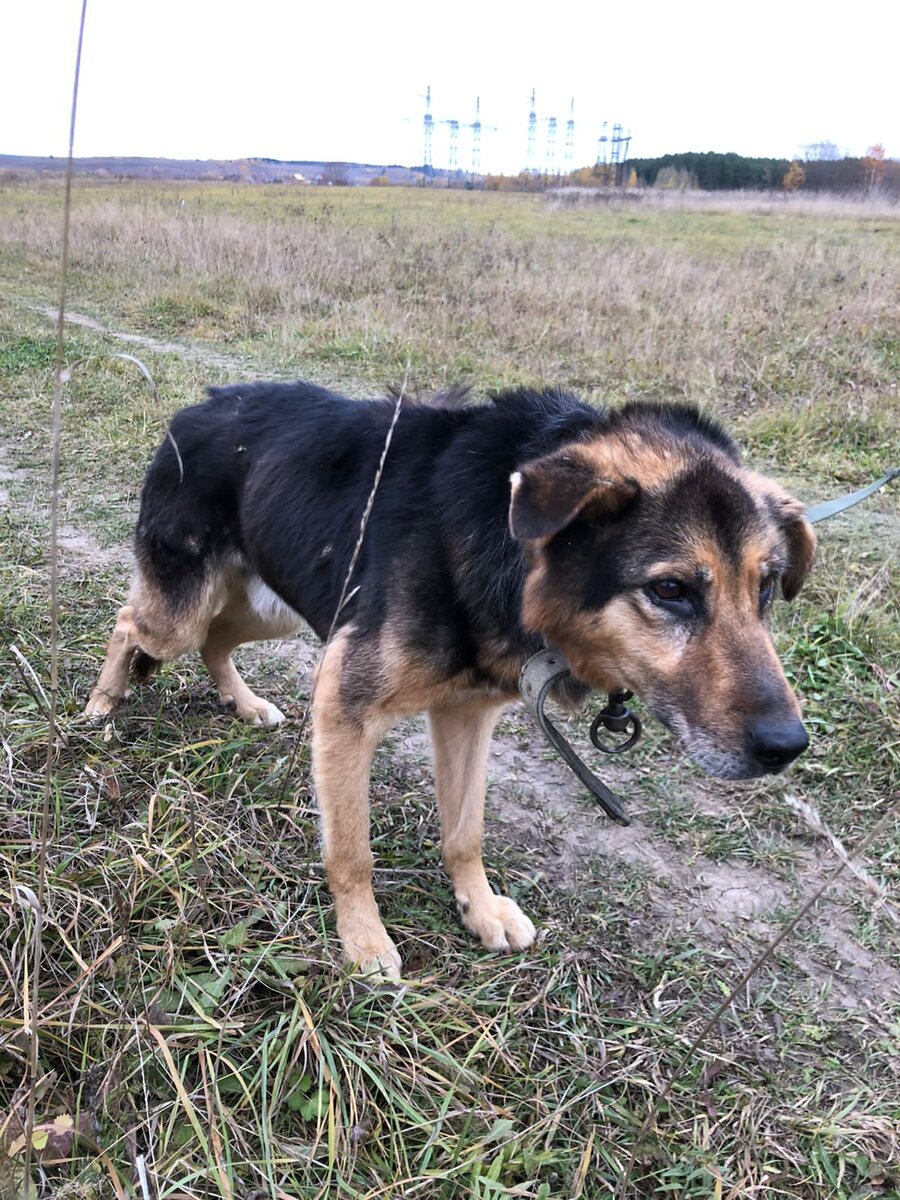 Хвостатая  команда  вернулась  в  Приют,  а   волонтёры  Лариса,  Галина  и  Наталья пошли обратно забирать  Полкана 