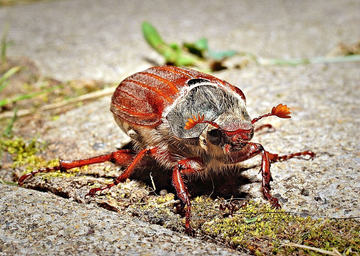 Как избавиться от личинок майского жука безопасными способами