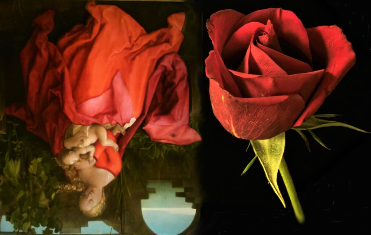 «Мадонна с ирисом» 1500-1510 гг. Мастерская Альбрехта Дюрера. (слева) и красная роза (справа) или наоборот?