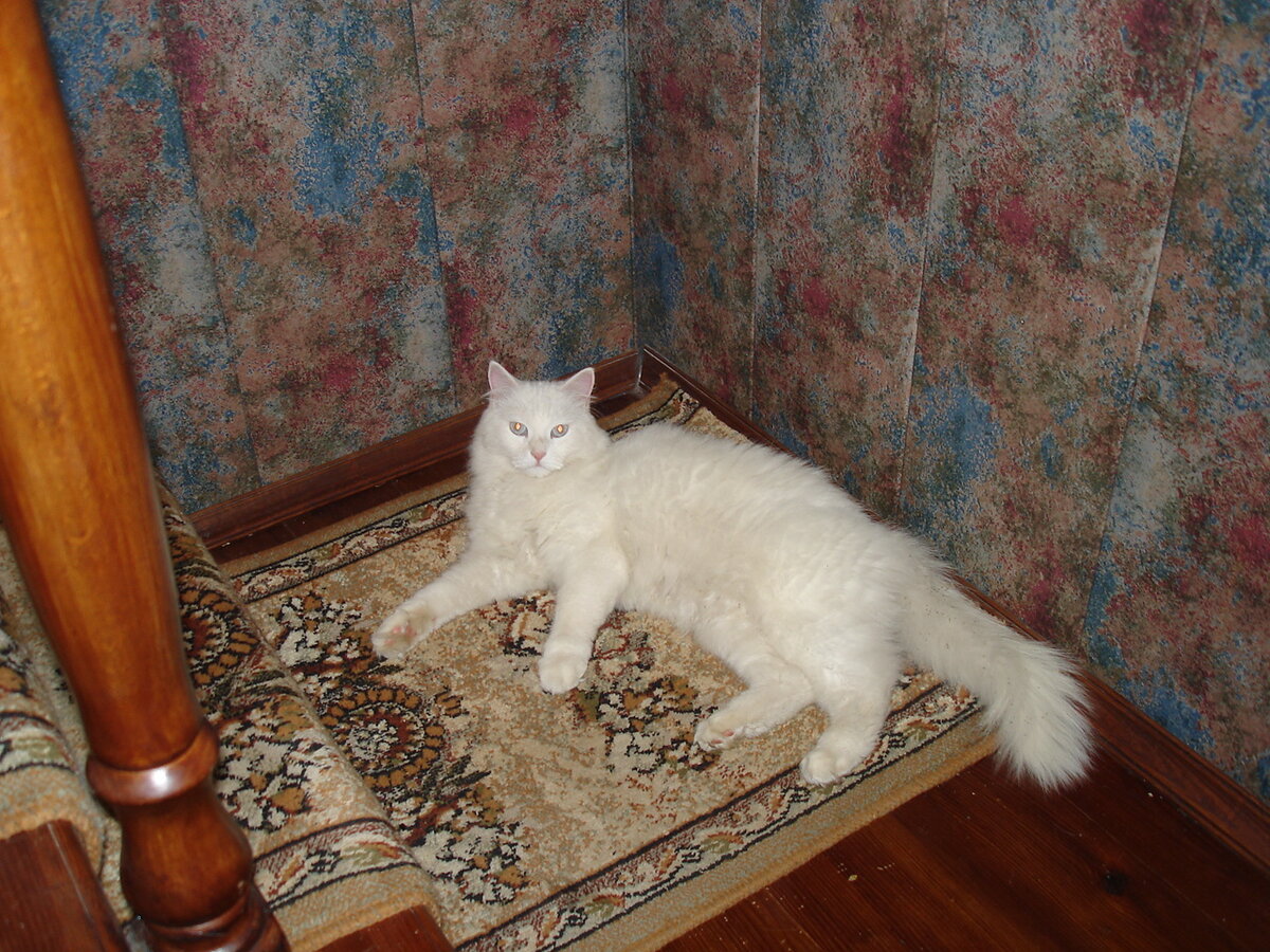 К сожалению, фотографий кошки очень мало.. так что дальше фотостоки :(