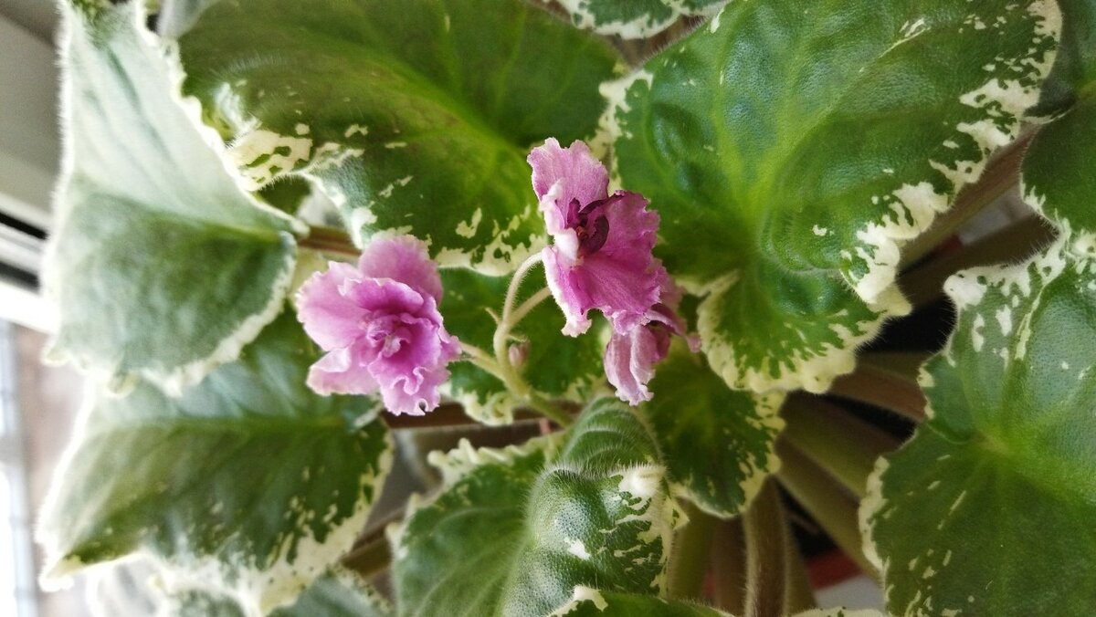 Фото подписчика