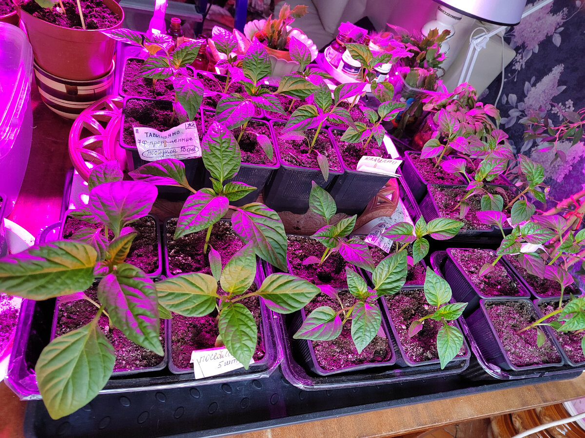 ЧТО ТАКОЕ ФИТОЛАМПА ДЛЯ РАСТЕНИЙ
Специальные фитолампы для растений – это не обычные светильники с лампами накаливания. Источник света для цветов и рассады излучает ультрафиолетовые волны определенного спектра. Холодный свет ламп накаливания не заменяет растениям солнце, такие лучи не способствуют набору веса, здоровья, рассада за лампами накаливания тянется вверх, но остается тонкой и слабенькой.

Иное дело светильники для цветов и рассады. Они выдают ультрафиолетовое свечение, идентичное свойствам солнечных лучей. Цветовой спектр устройств дополнен синими, фиолетовыми, красными оттенками. Такие цвета нужны растениям для набора роста, укрепления стебля, корневой системы.

КАК РАБОТАЕТ ФИТОЛАМПА
Особого отличия в конструкции нет. Фитолампы также имеют цоколь, прозрачную часть, стойку и получают питание от сети. Разница в устройстве самой лампы:

производители используют линейные светодиоды, микросхемы электронного управления;
преобразователи позволяют добиться разнообразия в цвете луча.
Человеческому глазу свет устройства кажется фиолетово-розовым. На самом деле в спектре присутствуют синий, красный оттенки. Синий ультрафиолет нужен для развития мощной корневой системы, наращивания зеленой массы, красный усиливает цветение.

Правильно подобранный светильник для растений настроен так, что красный и синий оттенки в нем преобладают над прочими, обеспечивая цветам, рассаде достаточное количество света, тепла.