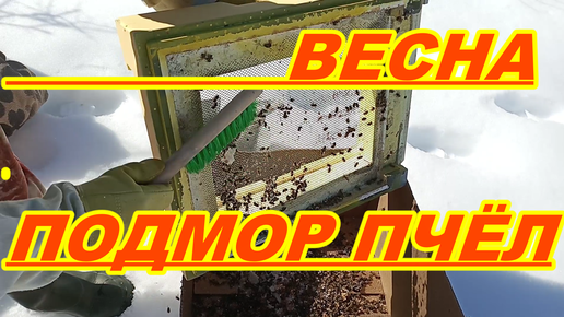 Весна Подмор ПЧЁЛ . Убираем подмор пчёл из ульев ! Ульи из ППС и ППУ ! Весенняя подкормка пчёл !