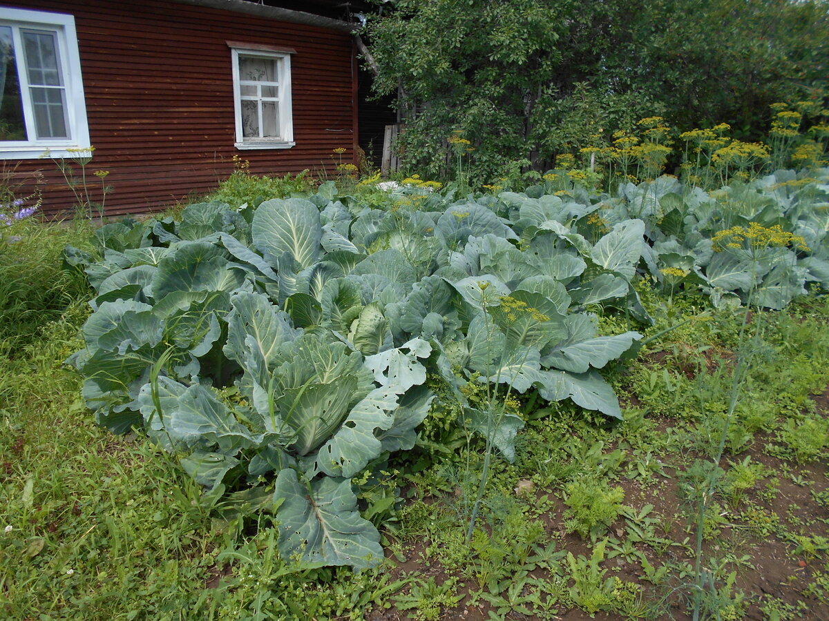 Бывший мой огород