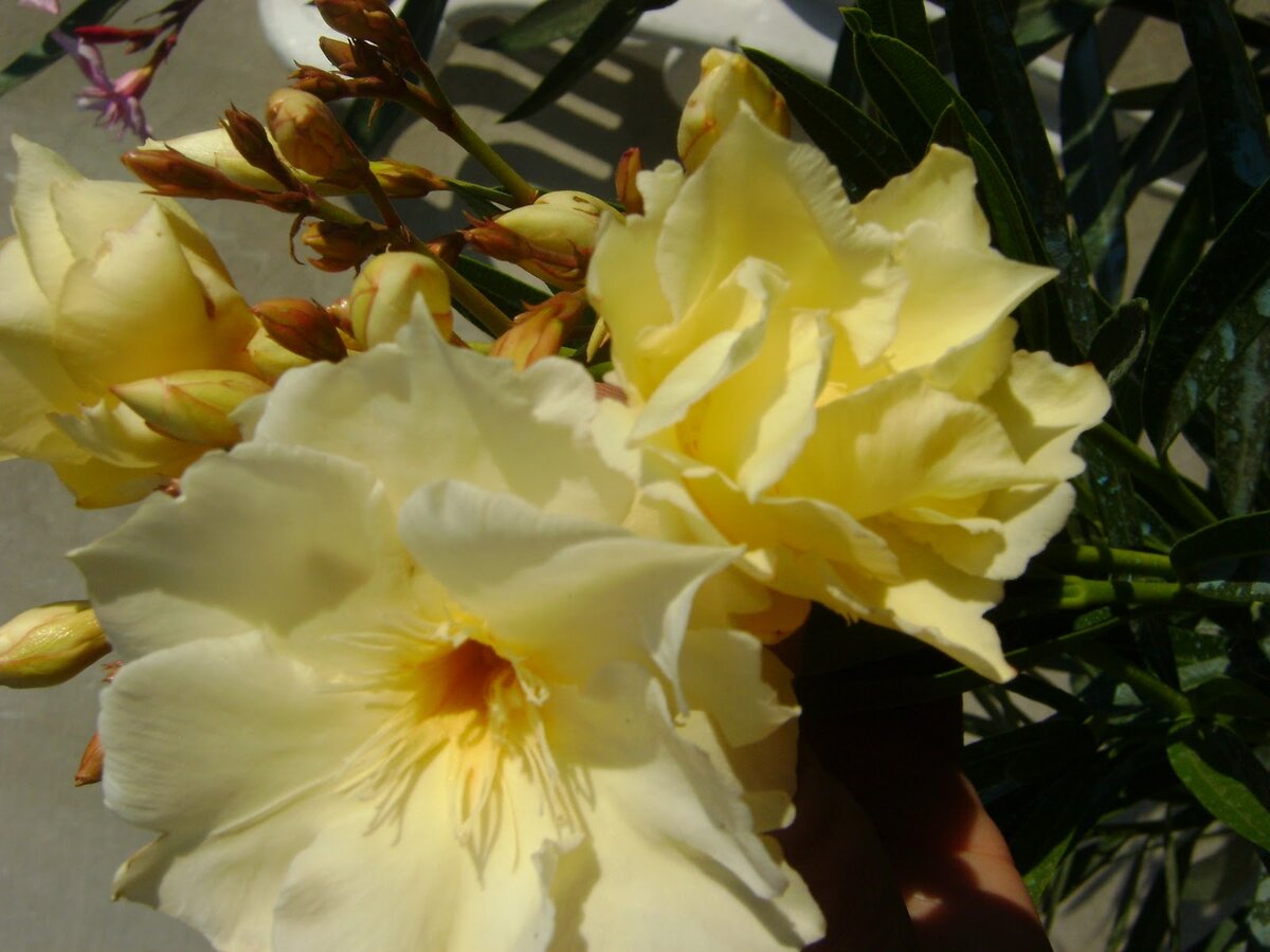 Олеандр apricot queen. Олеандр махровый. Олеандр желтый цветок. Олеандр magaly. Олеандр желтый.