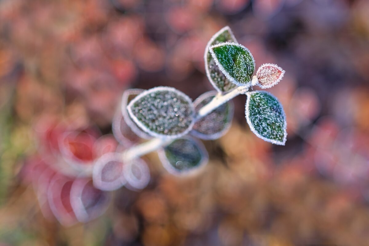 Фото с бесплатного фотоистока https://pixabay.com, автор alandsmann