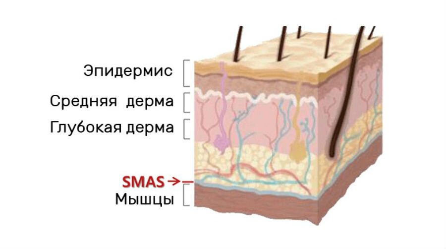 Эпидермис кожи фото на человеке реальные