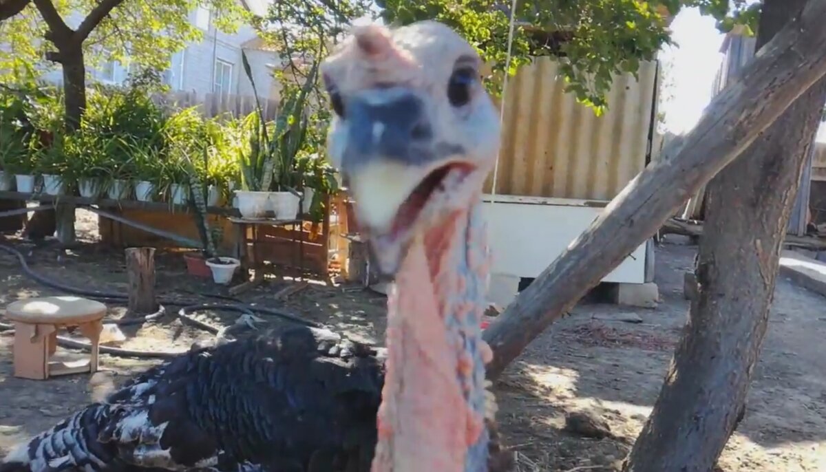 Бройлерные индюшата 2 месяца