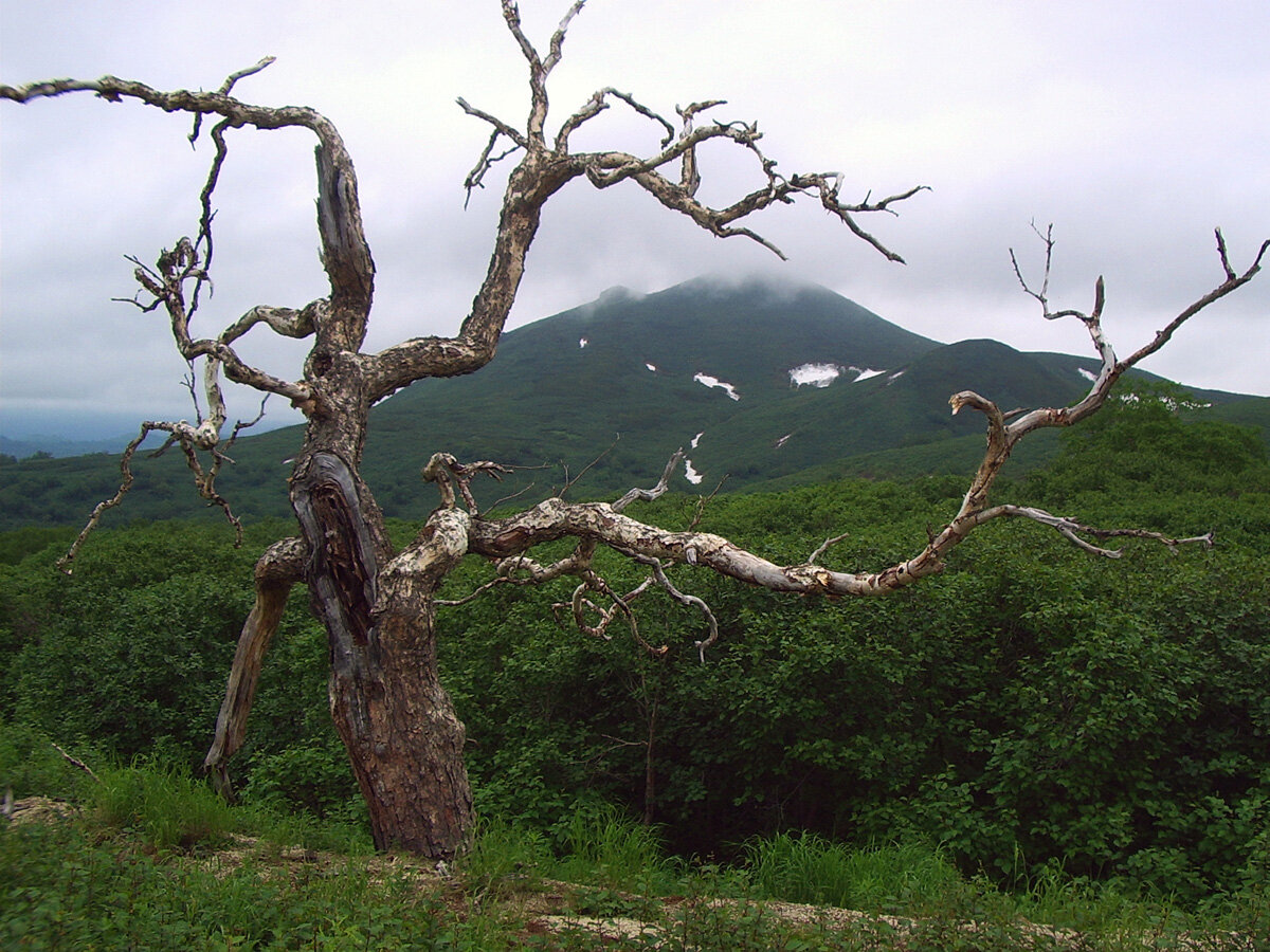 Каменная береза камчатка фото