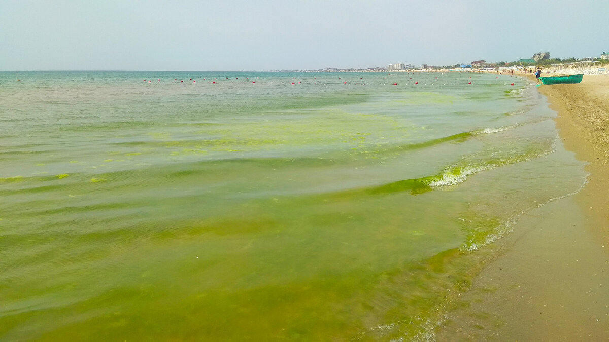 Витязево море вода. Витязево море 2022. Цветение моря Витязево Анапа. Джемете море цветет. Анапа Витязево море цветет 2021.